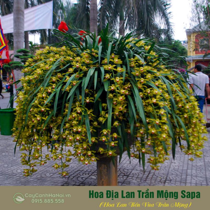 Hình ảnh người đang tưới nước và bón phân cho giò Lan Trần Mộng trưởng thành trong vườn
